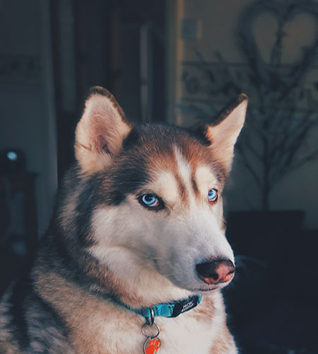 photo of happy dog